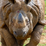 Анализ механики слота Great Rhino Megaways с барабанами и символами