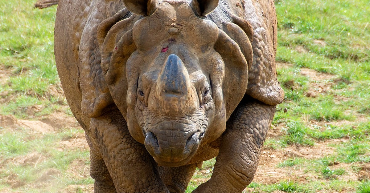 Анализ механики слота Great Rhino Megaways с барабанами и символами
