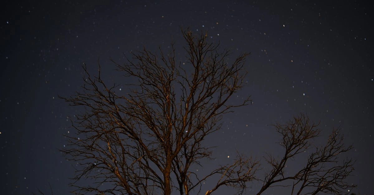 Экспертный анализ игровой механики слота Starlight Princess